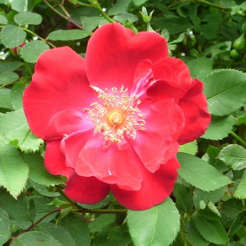 Shop - Rosa Eddie's Jewel - rot - wildrosen - duftlos - J.H. Eddie - Ohne Stütze können wir aus ihr einen großen Rosenbusch züchten oder Gartenlauben beranken.